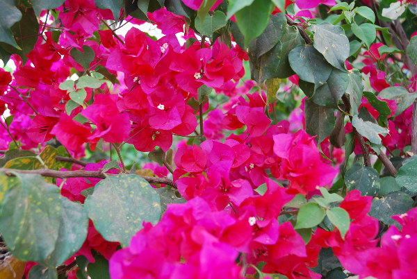 Blumen - verbessert Title