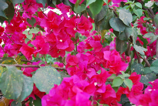 Blumen mit Farbstich Title