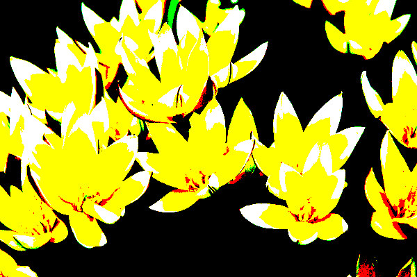 Tulpen - Nachher Title